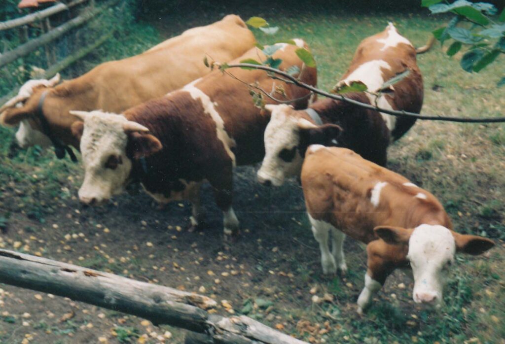 Hummelwiesen am hohlen Stein