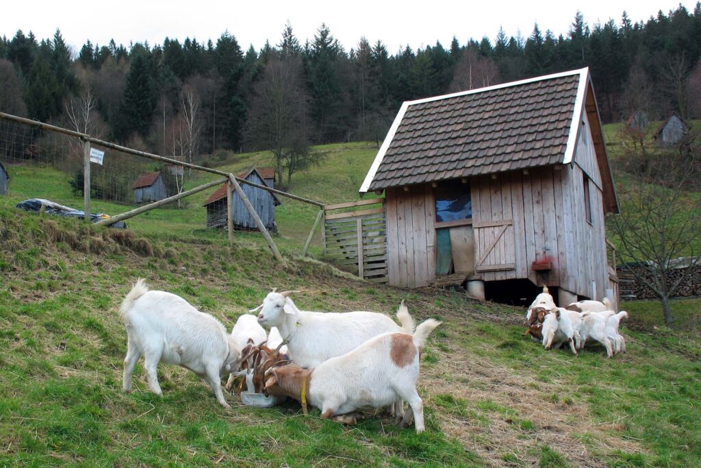 Ziegenbeweidung